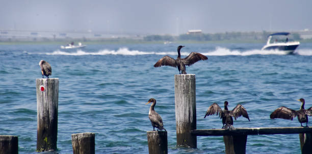 istock Double Crested Cormorants entertaining boaters in New Jersey 1163776189