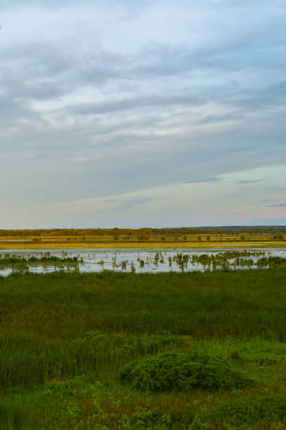 istock Dixon Waterfowl Refuge at sunrise 1163778340