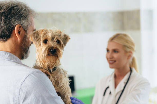 istock veterinarians examine dog at the clinic 1163778362