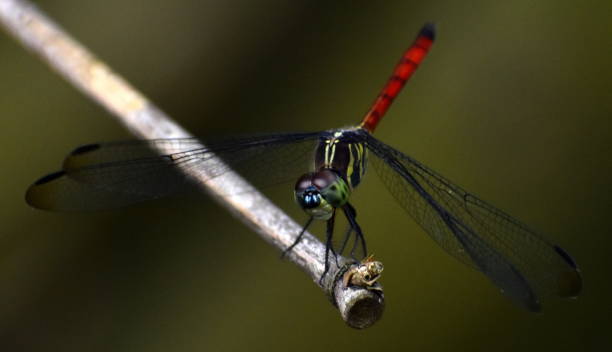 istock Colorful dragonfly on a bamboo stem 1163778440