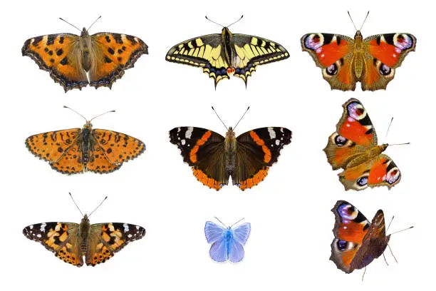 nine isolated butterflies closeup on white background