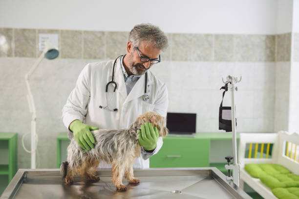 istock veterinarians examine dog at the clinic 1163779185