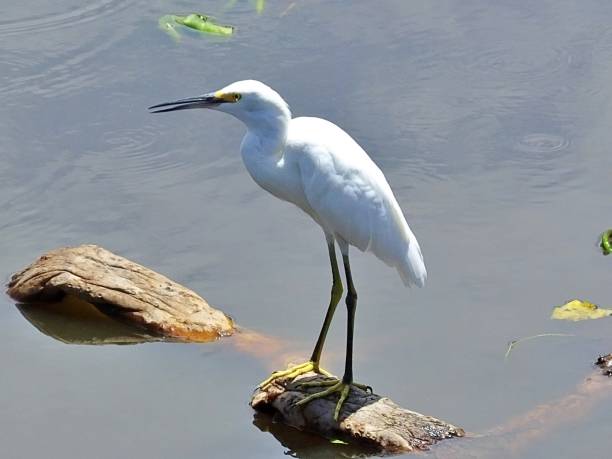 istock Snowy Egret (Egretta thula) perched on a log in the Florida wetlands 1163779224