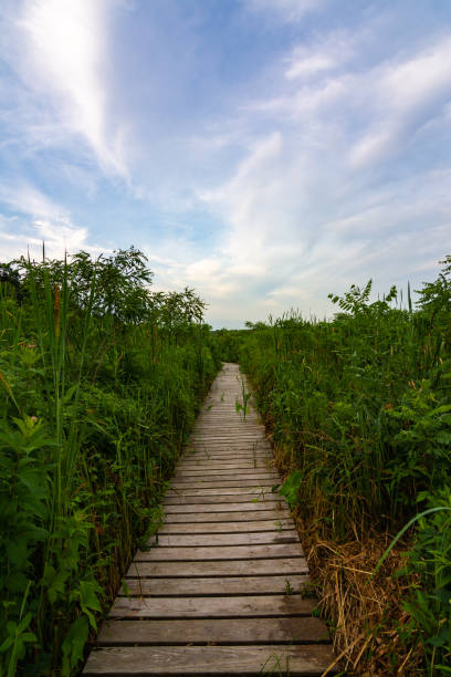 istock Wooden path at sunrise 1163780198