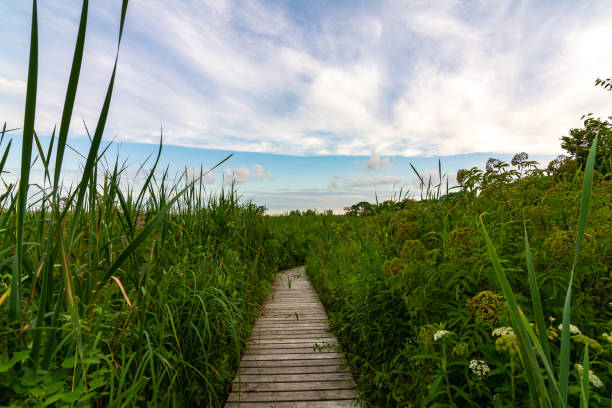 istock Wooden path at sunrise 1163781786
