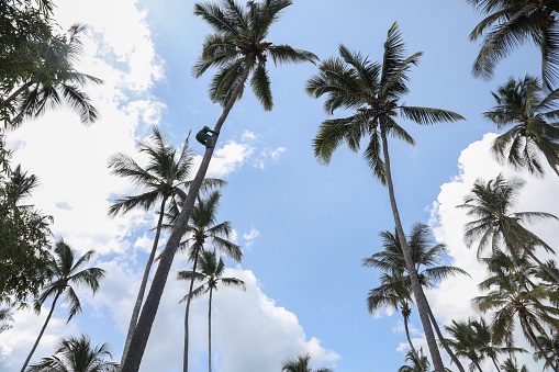 a Local man climbs a palm tree at a resort in Zanzibar to retrieve coconuts.