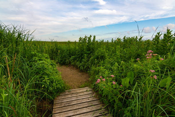 istock Wooden path at sunrise 1163782043