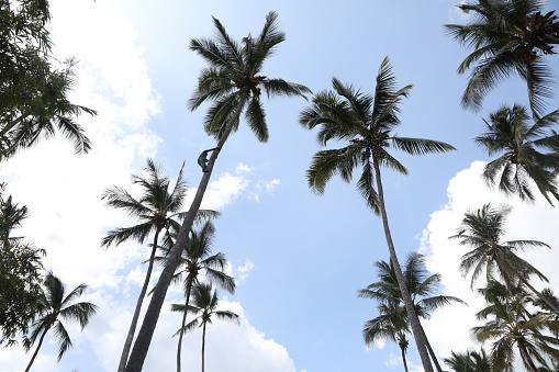 Beautiful view of crowns of coconut trees against blue sky with white clouds.