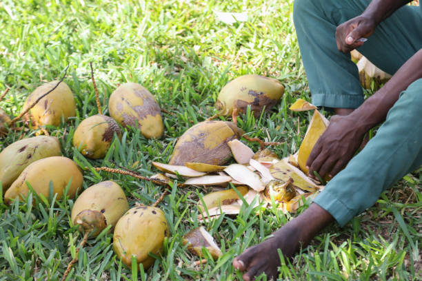 istock a Local man cutting open coconuts at a resort in Zanzibar. 1163782705