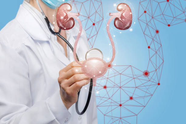 istock The doctor diagnoses kidney and urinary bladder . 1163783261