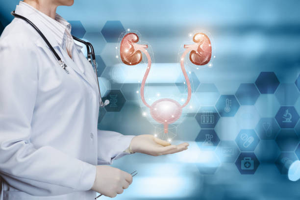 istock Doctor shows urinary bladder and kidney . 1163783268