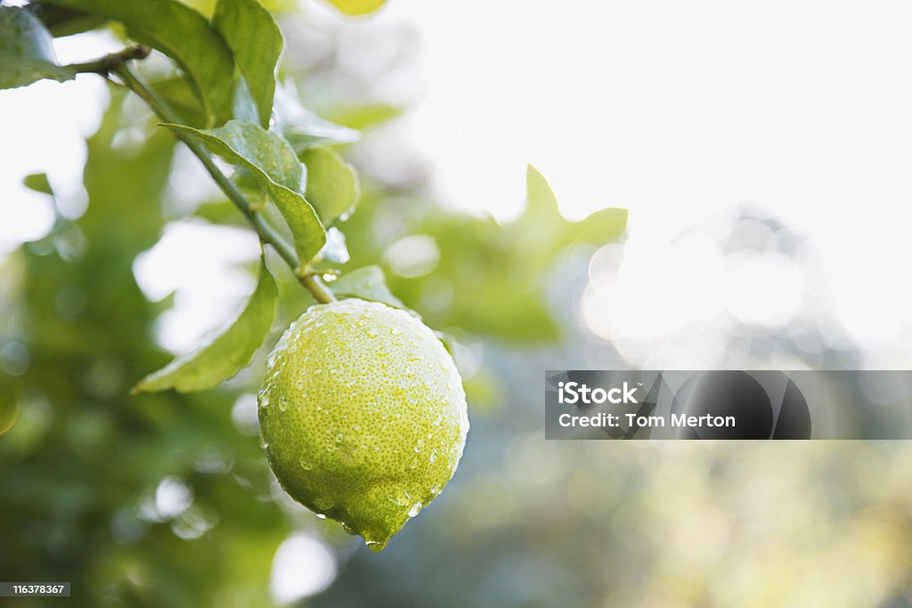 Close up of wet lime on branch  Lime Stock Photo