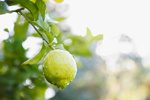 Close up of wet lime on branch  dew stock pictures, royalty-free photos & images