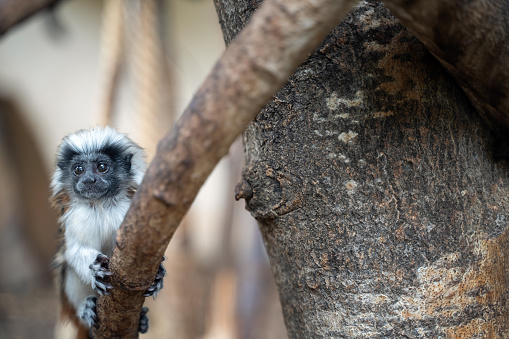 Young Cotton-top tamarin. Baby monkey on the tree branch. Saguinus oedipus. Cute adorable animal. Small ape.