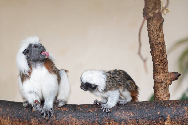 istock Cotton-top tamarin social interaction with young monkey 1163783957