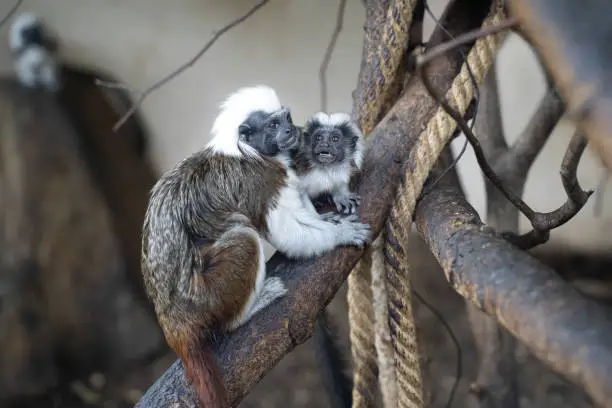 Photo of Cotton-headed tamarin in interaction with small baby tamarin. Saguinus oedipus