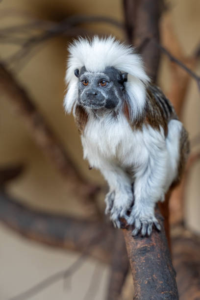 istock Cotton-top tamarin on tree branch. Saguinus oedipus 1163783966