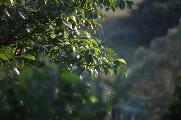 zweig eines baumes mit leuchtend grünen blättern auf einem verschwommenen hintergrund eines waldes oder gartens, selektiver fokus - beech leaf isolated leaf new stock-fotos und bilder