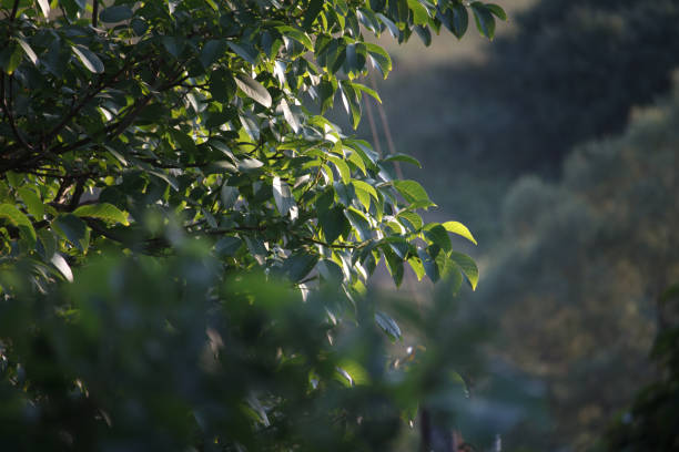 branch of a tree with shining green leaves on a blurred background of a forest or garden, selective focus - beech leaf isolated leaf new imagens e fotografias de stock