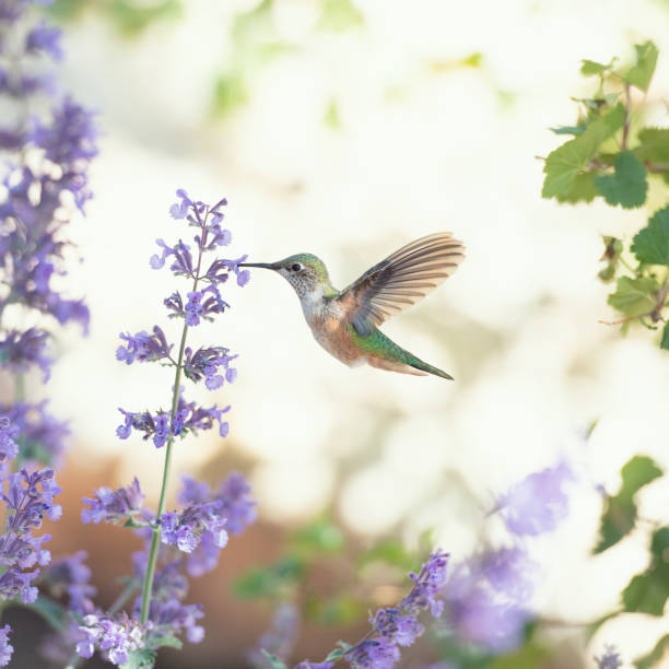 colibrí alimentándose de flores púrpuras - colibrí fotografías e imágenes de stock