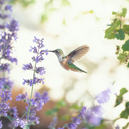 Square image of a hummingbird feeding on purple flowers