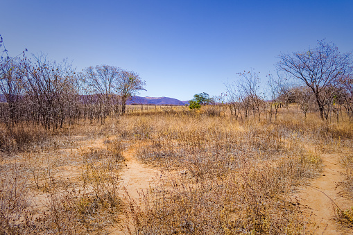 Dry landscape with the blue sky of the northeastern sertão, in the Brazilian caatinga.