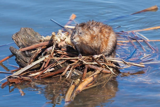 Wary Muskrat A wary muskrat sits atop its lodge preparing to dive into the blue water below. ondatra zibethicus stock pictures, royalty-free photos & images