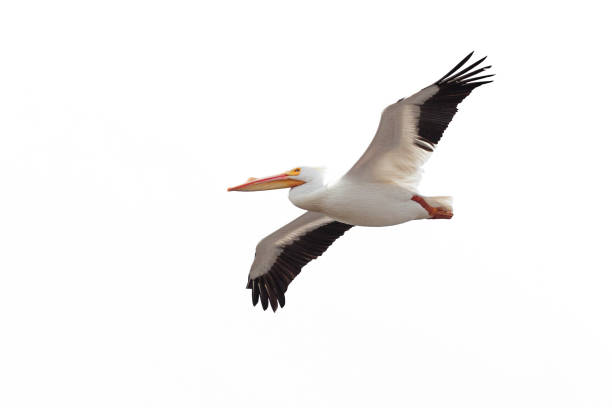 Pelican Drifts Across the Sky Wings spread wide open, an American white pelican drifts across a white background white pelican animal behavior north america usa stock pictures, royalty-free photos & images