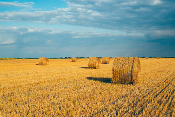 istock agricultural worker outdoor 1163787383
