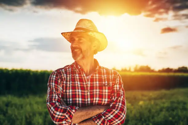 senior bearded farmer with straw hat standing crossed arms in field with sun behind him