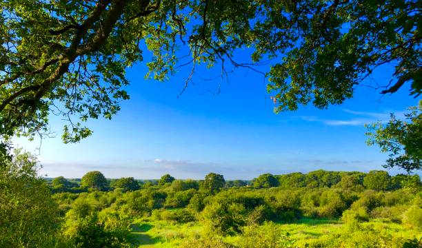 istock Treetop View of Countryside 1163788346