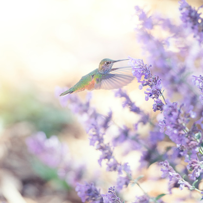 Square image of a hummingbird feeding on purple sage flowers