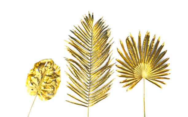 istock golden palm tropical leaves isolated on white background 1163789792
