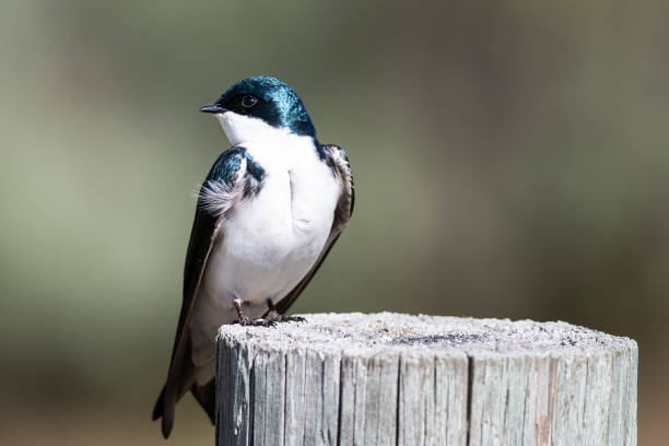 istock Spunky Little Tree Swallow Perched atop a Weathered Wooden Post 1163791217