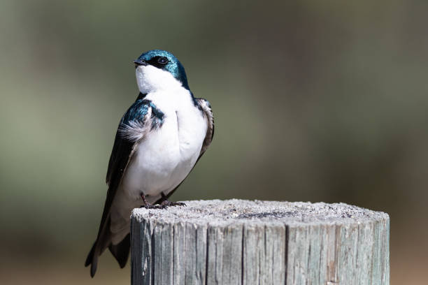 istock Spunky Little Tree Swallow Perched atop a Weathered Wooden Post 1163791301