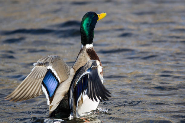 istock Mallard Duck Stretching Its Wings While Resting on the Water 1163791333