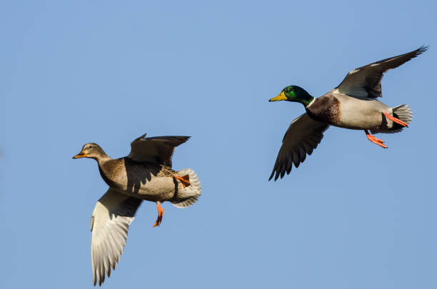 istock Pair of Mallard Ducks Flying in a Blue Sky 1163791382