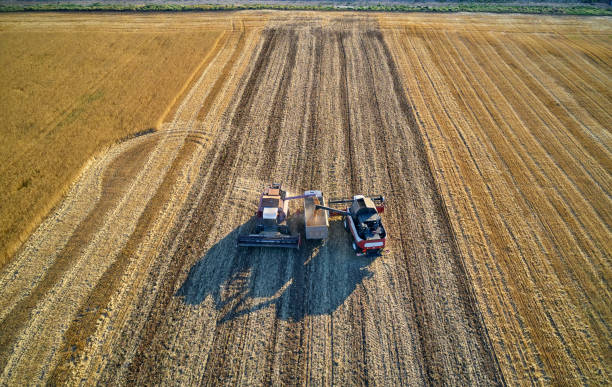 istock combine harvester harvests on the field 1163791546