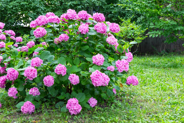 istock A blooming hydrangea bush in the garden 1163791790