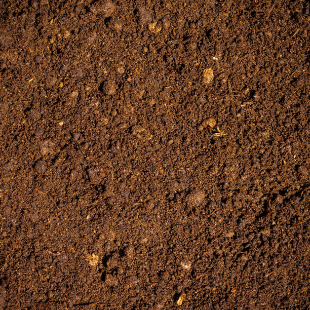 istock Dark brown fertile soil with peat - background for agriculture 1163792653
