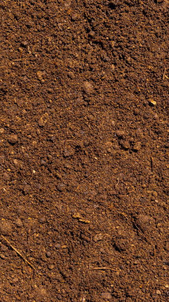 istock Dark brown fertile soil with peat - background for agriculture 1163792716