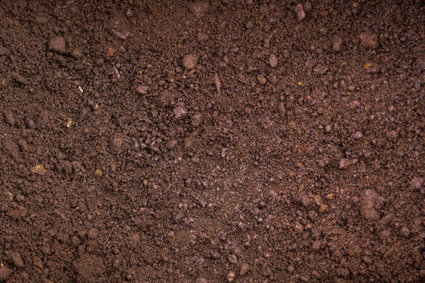 istock Dark brown fertile soil with peat - background for agriculture 1163792744