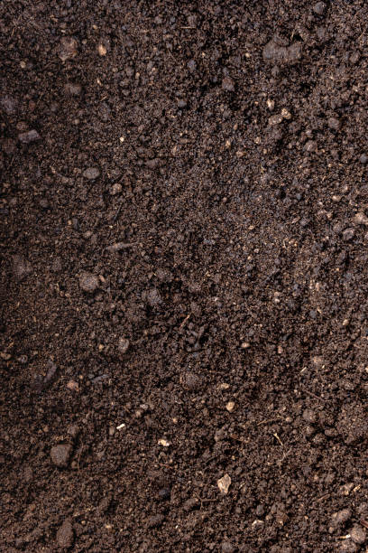 istock Dark brown fertile soil with peat - background for agriculture 1163792818