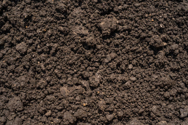 istock Dark brown crushed lowland peat, fertilizer and soil component - background for agriculture 1163792876