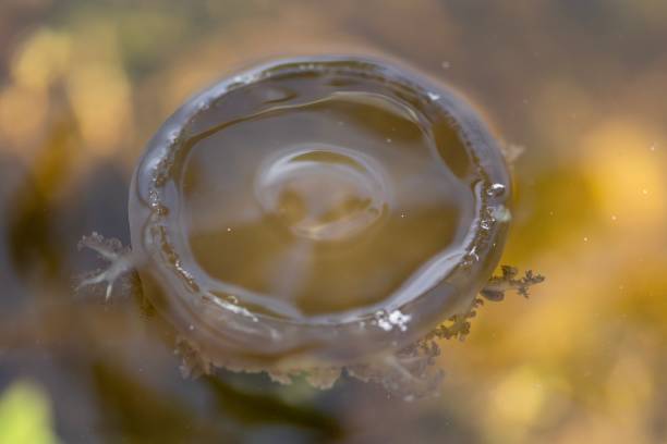 istock Jelly fish in the mangrove 1163793142