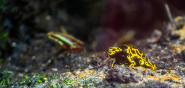 Closeup of a yellow bumblebee poison dart frog, popular amphibian specie from the rainforest of America Closeup of a yellow bumblebee poison dart frog, popular amphibian specie from the rainforest of America dendrobatidae stock pictures, royalty-free photos & images
