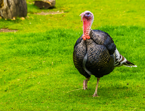 domestic turkey walking through the grass in closeup, popular animal farm pets, Bird specie from mexico and europe