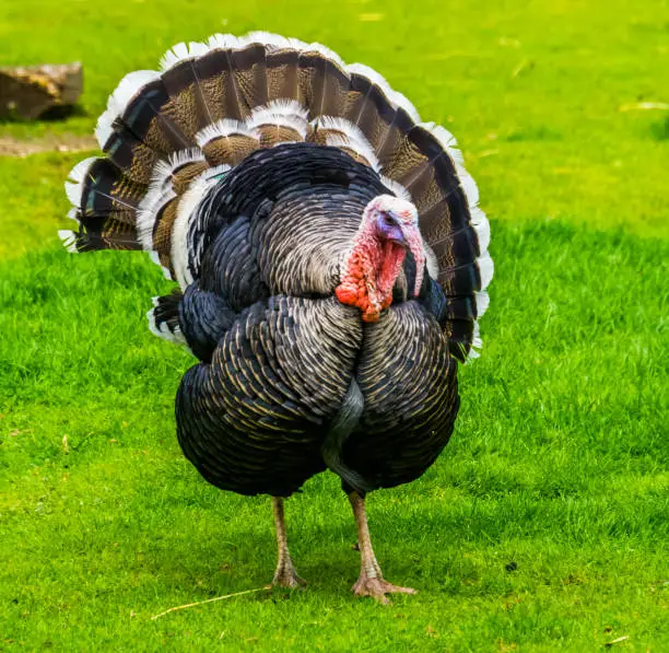 Photo of domestic turkey spreading its feathers in closeup, popular ornamental bird, Christmas and thanksgiving animal
