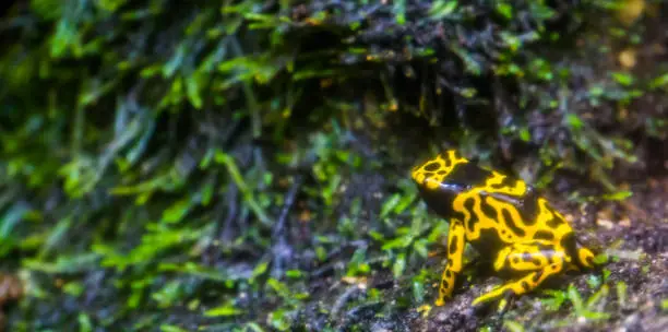 Photo of yellow and black bumblebee poison dart frog in macro closeup, popular amphibian pet, Tropical animal specie from the rainforest of America