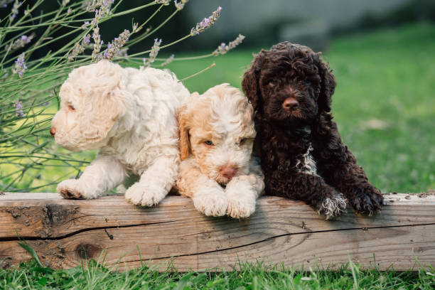 istock dogs playing outdoor 1163798439